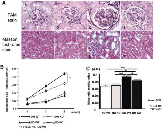 FIG. 3. A: PAM (a--d) and Masson trichrome (e–h) staining of the kidney. Glomerular hypertrophy and mesangial matrix expansion (c) and interstitial fibrosis (g) of diabetic SR-A+/+ mice (DM-WT) were ameliorated in diabetic SR-A−/− mice (DM-KO; d and h). a and e: Nondiabetic SR-A+/+ mice (ND-WT). b and f: Nondiabetic SR-A−/− mice (ND-KO). Original magnification ×400 (a–d) and ×200 (e–h). B: Time course of glomerular size. Glomerular size increased progressively in DM-WT (closed circle) and gradually in DM-KO (open circle). ND-WT (closed triangle) and ND-KO (open triangle) did not show remarkable change. Data are means ± SE. *P < 0.05 for DM-WT versus DM-KO. n = 4 in each group. C: MMI at 6 months. MMI, calculated by PAM-positive area in the tuft area, was increased in DM-WT and suppressed in DM-KO. Data are means ± SE. *P < 0.005; **P < 0.001.