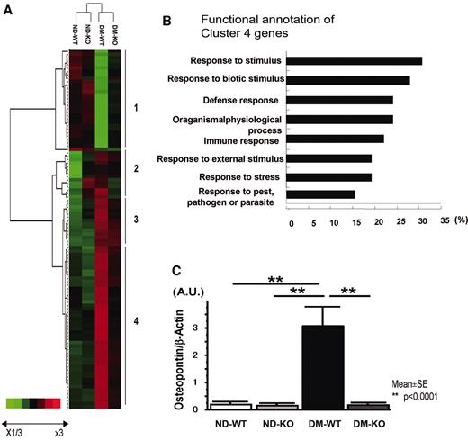 FIG. 6. Clustering of differently expressed genes in renal cortex and real-time RT-PCR of OPN. A: Cluster analysis of differentially expressed genes comparing nondiabetic SR-A+/+mice (ND-WT), diabetic SR-A+/+mice (DM-WT), diabetic SR-A−/− mice (DM-KO), and nondiabetic SR-A−/− mice (DM-KO). The dendrogram on the left of the cluster shows relatedness of gene expression change. On the right of the cluster diagram, four groups of genes (1–4) are identified based on their gene expression changes. B: Genes in cluster 4 (upregulated only in DM-WT, but not remarkable in DM-KO) were annotated with their biological function. C: The mRNA level of OPN was significantly increased in DM-WT and significantly reduced to nondiabetic level in DM-KO. Data are means ± SE. **P < 0.0001.