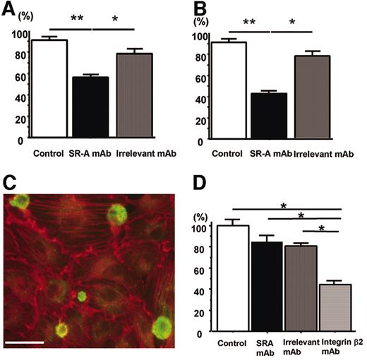 FIG. 7. Cell to substrate/cell adhesion assay. A: Without EDTA, the adhesion of macrophages to type IV collagen was reduced with anti-human SR-A mAb. B: With EDTA, anti-human SR-A mAb furthermore reduced adhesion compared with control. C: Immunohistochemistry of THP-1 (green) adhesion on IL-1β–activated HUVEC monolayer (red). Scale bar = 50 μm. Original magnification ×400. D: Anti-human SR-A mAb did not show marked inhibition of SR-A attachment. Data are means ± SE. *P < 0.05; **P < 0.001.