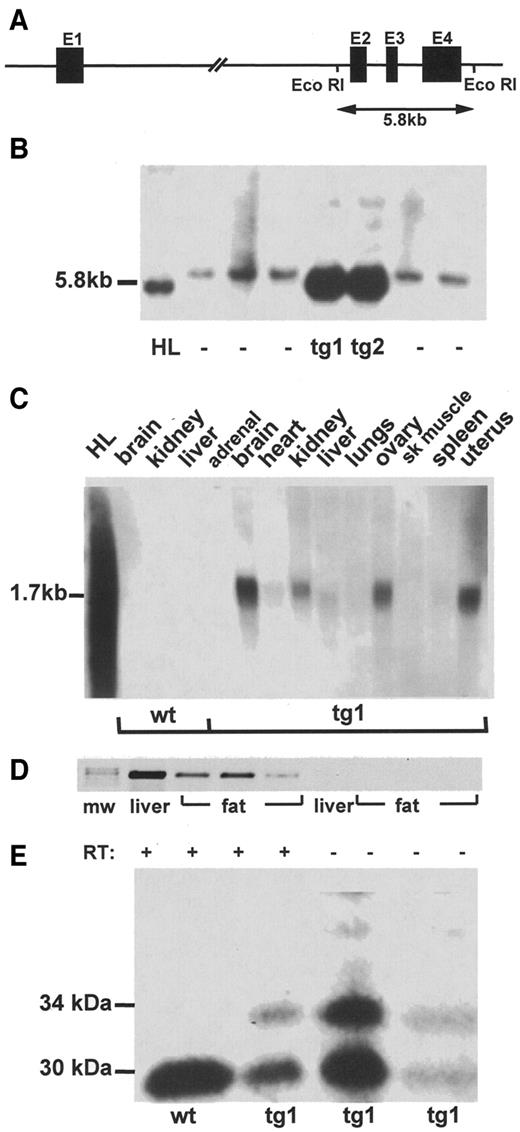 FIG. 1. Generation of transgenic mice overexpressing IGFBP-2. A: Schematic diagram of the IGFBP-2 cosmid clone chBP2:4. Exons (1–4) are represented by solid bars, and the positions of EcoR1 sites are indicated. B: Southern blot analysis of EcoR1-digested DNA from two lines of founder mice (tg1 and tg2) showing the characteristic 5.8-kb bands from the human IGFBP-2 gene. Other lanes contain DNA from nontransgenic mice (−) or human liver (HL) C: Northern analysis of tissues from wild-type (wt) and transgenic (tg1) mice probed with human IGFBP-2 cDNA. HL, RNA from human liver. D: RT-PCR demonstrating human IGFBP-2 mRNA expression in reproductive fat depots from three representative transgenic mice (mw, molecular weight marker). Liver RNA was used as a positive control. RNA samples with the reverse transcription step omitted (RT−) were used as negative controls. E: Representative Western ligand blot of fasting sera from wt and tg1 mice. Human IGFBP-2 (34 kDa) and murine IGFBP-2 (30 kDa) are indicated (human IGFBP-2 has 18 amino acids more than the murine protein). Analysis of mean data revealed that IGFBP-2 abundance in transgenic mice was 2.2-fold greater than wild-type mice by densitometry (P < 0.05, n = 12 per group).