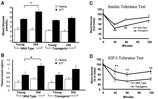 FIG. 2. Age-related changes in metabolic homeostasis in wild-type and IGFBP-2 transgenic mice. A and B: Blood glucose and plasma insulin concentrations were measured after an overnight fast and 30 min after a glucose challenge (1 mg/g i.p.) in mice 8 weeks (young) and 40 weeks (old) of age. C and D: Insulin and IGF-I tolerance tests were carried out in 40-week-old mice; blood glucose levels were measured at intervals after the intraperitoneal injection of insulin (0.5 IU/kg) or IGF-I (0.2 μg/g). *P < 0.05, **P < 0.01, n = 8–12 per group.