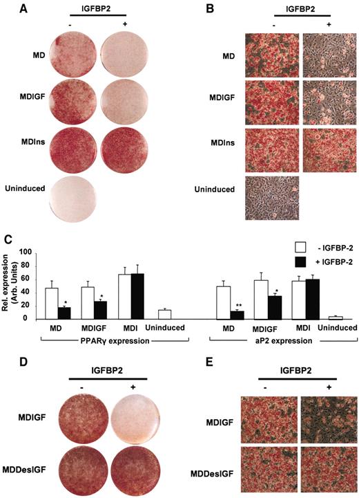 FIG. 6. IGFBP-2 impairs differentiation of 3T3-L1 preadipocytes. 3T3-L1 preadipocytes were induced for 2 days with either differentiation medium alone (uninduced) or differentiation medium containing either isobutylmethylxanthine (IBMX) and dexamethasone (MD); or IBMX, dexamethasone, and insulin (MDI); or IBMX, dexamethasone, and hIGF-I (MDIGF). The subsequent 2-day treatment involved the same induction cocktails minus IBMX and dexamethasone. IGFBP-2 treatment was maintained for the first 4 days of differentiation. Differentiation was terminated on day 8 after induction. A and B: Macroscopic and microscopic views of oil red O–stained monolayers, respectively. C: Gene expression levels of PPARγ and aP2, respectively, after normalization with 18S levels. D and E: Macroscopic and microscopic views of oil red O–stained 3T3-L1 preadipocytes induced with IBMX, dexamethasone, and either hIGF-I (MDIGF) or hDes (1–3)IGF-I (MDDesIGF). Data represent means ± SE of at least three independent experiments. Two-tailed, two sample, equal variance Student’s t test were used to assess statistical significance. *P < 0.05, **P < 0.01.