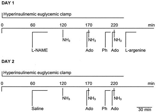 FIG. 1. Study days 1 and 2. Ado, adenosine; NH3, [13N]ammonia; Ph, phentolamine.