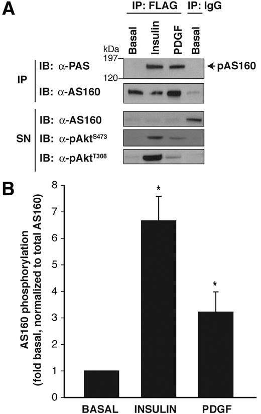 FIG. 2. AS160 phosphorylation is increased by insulin and PDGF stimulation in CHO-IR cells. FLAG-tagged WT-AS160 was transiently expressed in CHO-IR cells. AS160 was immunoprecipitated with anti-FLAG antibody from unstimulated (BASAL), insulin-treated (100 nmol/l, 10 min), or PDGF-treated (50 ng/ml, 7 min) CHO-IR cells. The immunocomplex (IP) and supernatant (SN) were separated by 7.5% or 10% SDS-PAGE. Membranes were blotted with anti–phospho-(Ser/Thr) Akt substrate (PAS), anti-AS160, or anti–phospho-Akt Ser473 or Thr308 antibodies. The same membranes were stripped and reprobed with anti-AS160 and anti-Akt antibodies (data not shown). Representative immunoblots (IB; A) and quantification of three to seven independent experiments (B) are shown. Data are means ± SE, expressed relative to basal, and are corrected by dividing the PAS densitometric signals by the respective densitometric signals of AS160. *P < 0.05 vs. basal.