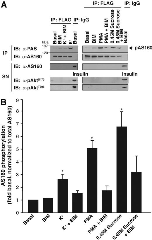 FIG. 5. AS160 phosphorylation is increased by stimuli that activate c/n PKC in CHO-IR cells. AS160 was immunoprecipitated with a monoclonal anti-FLAG antibody from CHO-IR cells transiently expressing FLAG WT-AS160 that were either not treated (Basal) or treated with 120 mmol/l K+ gluconate (20 min), 1 μmol/l PMA (30 min), or 0.45 mol/l hyperosmolar sucrose (30 min), with or without a 30-min pretreatment with 1 μmol/l BIM (present continuously during the treatment periods). The immunocomplex (IP) and supernatant (SN) were separated by 7.5 or 10% SDS-PAGE. Membranes were blotted with anti-PAS, anti-AS160, or anti–phospho-Akt Ser473 or Thr308 antibodies. The same membranes were stripped and reprobed with anti-AS160 and anti-Akt antibodies (data not shown). Representative immunoblots (A) and quantification of three to nine independent experiments (B) are shown. Data are means ± SE, expressed relative to basal, and are normalized for AS160 expression by dividing the PAS densitometric signals by the respective densitometric signals of AS160. *P < 0.05 vs. basal.