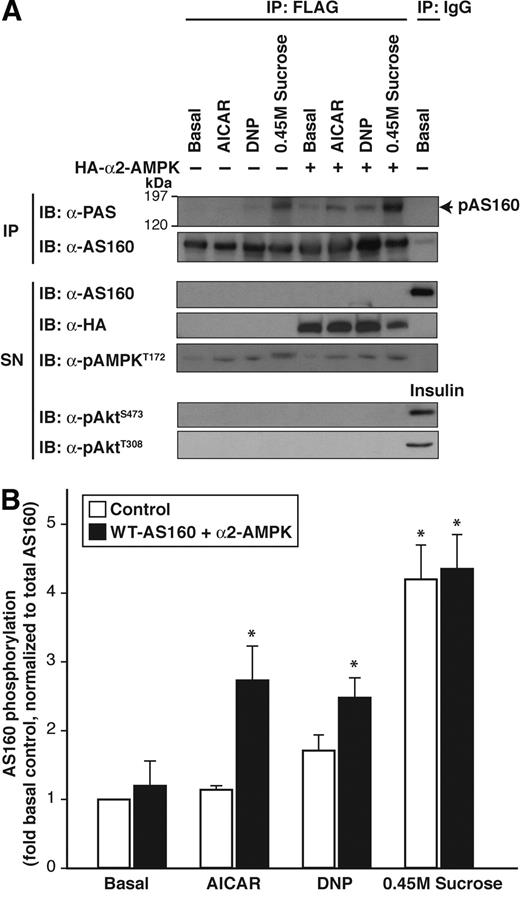 FIG. 7. AS160 phosphorylation is increased by activators of AMPK in CHO-IR cells only in the presence of the α2 catalytic subunit of AMPK. AS160 was immunoprecipitated with a monoclonal anti-FLAG antibody from CHO-IR cells transiently expressing FLAG WT-AS160 alone (control) or with cells expressing α2-AMPK that were unstimulated (Basal) or stimulated with AICAR (2 mmol/l, 40 min), DNP (0.5 mmol/l, 20 min), or hyperosmolar sucrose (0.45 mol/l, 30 min). The immunocomplex (IP) and supernatant (SN) were separated by 7.5 or 10% SDS-PAGE. Membranes were blotted with anti-PAS, anti-AS160, anti–phospho-Akt Ser473 or Thr308, or anti–phospho-AMPK Thr172 antibodies. The same membranes were stripped and reprobed with anti-AS160, anti-Akt, or anti-AMPK antibodies (data not shown). Representative immunoblots (A) and quantification of three to nine independent experiments (B) are shown. Data are means ± SE, expressed relative to basal, and are normalized for AS160 expression by dividing the PAS densitometric signals by the respective AS160 densitometric signals. *P < 0.05 vs. basal.
