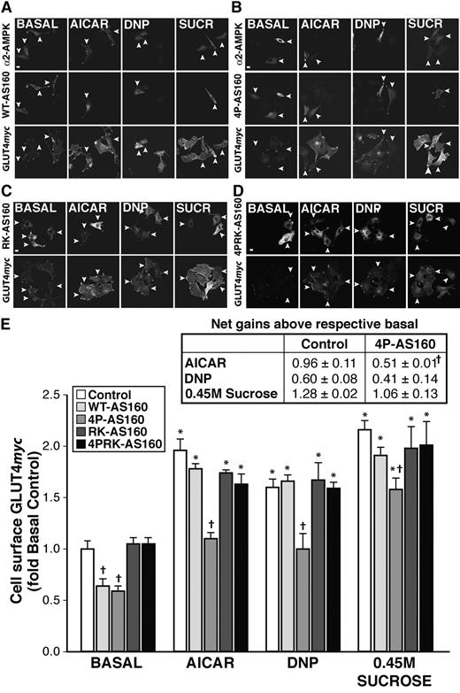FIG. 8. Increased surface GLUT4myc elicited by stimuli that activate AMPK is reduced by 4P-AS160 in L6 myoblasts. L6 GLUT4myc myoblasts were transfected with the indicated constructs, then serum deprived and left unstimulated (BASAL) or stimulated with AICAR (2 mmol/l, 40 min), DNP (0.5 mmol/l, 20 min), or hyperosmolar sucrose (0.45 mol/l, 30 min). Cell-surface GLUT4myc and transfected cells were detected as described in Fig. 1. A–D: Representative immunofluorescence images of surface GLUT4myc (bottom panels) in cells expressing (indicated by arrowheads) α2-AMPK alone (control) or with WT-AS160, 4P-AS160, RK-AS160, or 4PRK-AS160 (top panels). E: Quantification of cell-surface GLUT4myc levels of five to eight independent experiments (53–94 cells per condition). Data are means ± SE and are expressed relative to the values in basal control cells. Table (inset) shows means ± SE of the net gain in surface GLUT4myc subtracted from the respective basal values. *P < 0.05 vs. basal control; †P < 0.05 vs. control (within treatment). Scale bar, 10 μm.