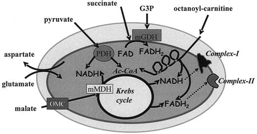 FIG. 1. Substrate utilization by cardiac mitochondria. Pyruvate enters the Krebs cycle by pyruvate dehydrogenase (PDH), producing acetyl-CoA (Ac-CoA). Octanoyl-carnitine undergoes β-oxidation and produces acetyl-CoA, NADH, and FADH2. Malate enters mitochondria through OMC and produces mainly NADH by mitochondrial MDH (mMDH), whereas G3P produces FADH2 by the mitochondrial glycerol-phosphate dehydrogenase (mGDH). Succinate produces mainly FADH2 that enters the respiratory chain through complex II. NADH is reoxidized in the respiratory chain at complex I and FADH2 at complex II.