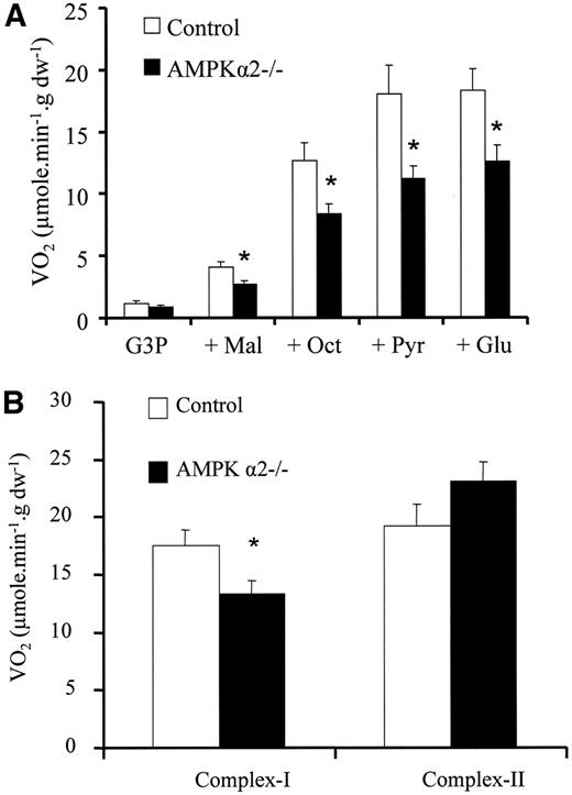 FIG. 3. A: Decreased substrate utilization by cardiac mitochondria in AMPKα2−/− mice. Respiration rates were measured during the cumulative addition of substrates in saponin-skinned cardiac fibers of control and AMPKα2−/− mice. Vo2, rate of O2 consumption in micromoles per minute per gram dry weight. Glu, glutamate; Mal, malate; Oct, octanoyl-carnitine; Pyr, pyruvate. *P < 0.05 vs. control. B: Respiration rate through complex I is specifically inhibited in AMPKα2−/− mouse heart. Vo2, rate of O2 consumption in micromoles per minute per gram dry weight in saponin-permeabilized cardiac fibers. Complex I, respiration with 2 mmol/l malate and 5 mmol/l glutamate. Complex II, respiration with 10 mmol/l succinate. *P < 0.05 vs. control.