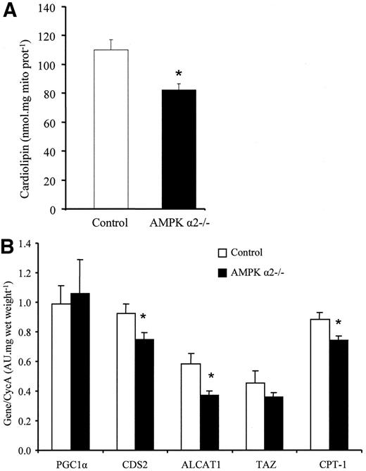FIG. 4. A: Cardiolipin content is decreased in AMPKα2−/− mice mitochondria. Data obtained by colorimetric assay with the NAO in cardiac muscle of AMPKα2−/− (n = 6) and littermate (n = 6) mice in nanomoles per milligram mitochondrial proteins. *P < 0.05 vs. control. B: Gene expression. Real-time quantitative RT-PCR analysis of mRNA expression of PGC-1α, CDS2, CPT-1, tafazzin (TAZ), and ALCAT1 in cardiac muscle of AMPKα2−/− (n = 6) and littermate (n = 6) mice. Results are given as means ± SE in AU normalized to Cyclophilin A transcription and corrected for the amount of total RNA relative to muscle weight.