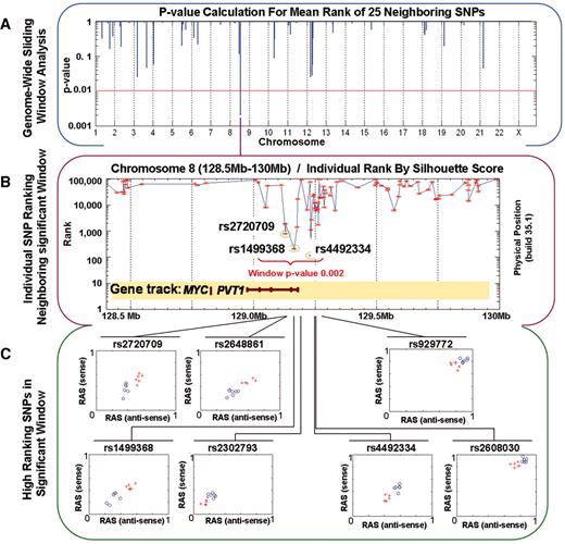 FIG. 1. Ranking of genome-wide allele frequency differences and identification of highly ranked markers on 8q24. SNPs were ranked from 1 to 115,352 by a silhouette test statistic. A sliding window of mean rank for 25 consecutive SNPs was calculated for all SNPs ordered by chromosome and position. A: P values were calculated by permuting SNP order through 10,000 iterations and recalculating genome-wide sliding window statistics. The region of highest significance and lowest mean rank was on chromosome 8q24.21. B: Individual ranks for SNPs in and neighboring 8q24.21 were found to overlap PVT1. C: The RAS value for the sense (Y-axis) and anti-sense (X-axis) probes are plotted for the seven highest ranking SNPs in the most significant window. In each plot, crosses and circles represent data from the six replicate arrays for case and control pools, respectively.