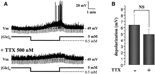 FIG. 2. A: Consecutive whole-cell current-clamp recordings in an ARC glucose-inhibited neuron. Decreased glucose excited this neuron in the presence (bottom trace) and absence (top trace) of 500 nmol/l TTX. B: The presence of 500 nmol/l TTX did not alter glucose-inhibited neurons membrane potential; n = 5; NS, P > 0.05.