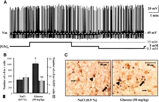 FIG. 6. A: Whole-cell current-clamp recording of an ARC POMC neuron to altered glucose concentration. Changes in glucose did not change this POMC neuron's activity. B: The mean number of c-Fos–immunopositive nuclei (left y-axis) and the number of GFP and c-Fos double immunopositive cells (right y-axis) in ARC after NaCl or glucose intracarotid injection. *P < 0.05 vs. NaCl; NS, P > 0.05 vs. NaCl. C: Illustration of GFP-immunopositive neurons (thin arrow), c-Fos–immunopositive nuclei (large arrow), and double-labeled cells (arrowhead) after intracarotid injection of NaCl (0.9%; left panel) or glucose (50 mg/kg; right panel) in POMC-GFP mice.