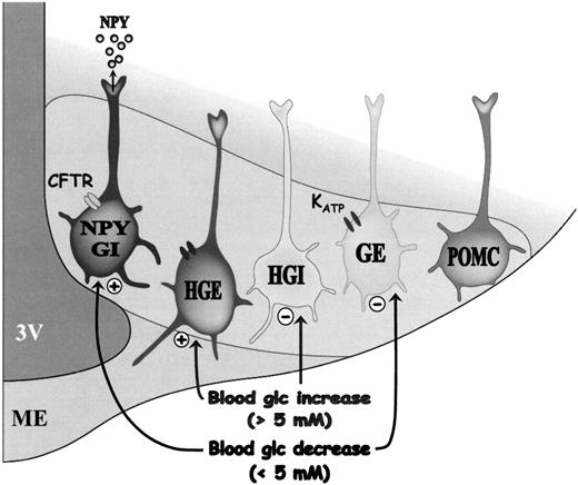 FIG. 7. ARC glucosensing mechanisms. Decreased glucose concentration <5 mmol/l in ARC inhibits glucose-excited neurons by opening the KATP channel and excites NPY/glucose-inhibited neurons, causing NPY release by closing a CFTR-like chloride channel. Increased glucose >5 mmol/l in ARC excites high glucose–excited neurons by closing a nonselective cation channel and inhibits high glucose–inhibited neurons.