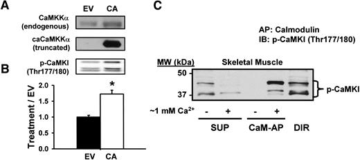 FIG. 1. caCaMKKα (CA) expression increases CaMKI (Thr177/180) phosphorylation. A: Representative immunoblots are shown for endogenous CaMKKα and exogenous, truncated caCaMKKα (caCaMKKα). B: Representative immunoblots and quantification of CaMKI (Thr177/180) phosphorylation. C: Calmodulin affinity precipitation (CaM-AP) experiments verified that the three bands detected by the phospho-CaMKI antibody are calmodulin binding proteins. Data are the means ± SE, n = 10 muscles per group. *Statistically significant versus empty vector (EV). CaM, calmodulin; DIR, directly analyzed by immunoblot; IB, immunoblot; p-CaMKI, phosphorylated CaMKI; SUP, supernatant.