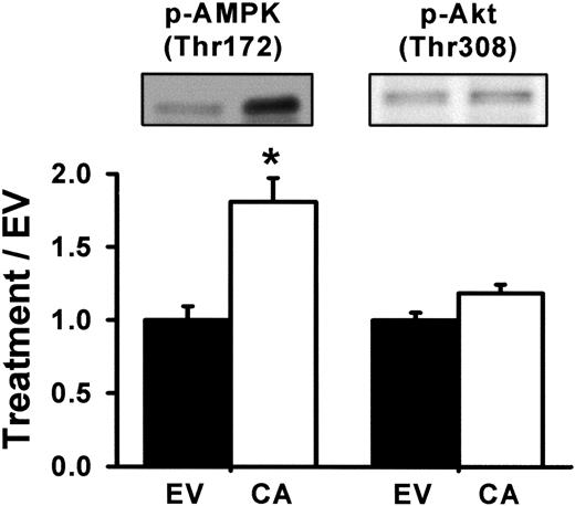 FIG. 2. caCaMKKα (CA) expression increases AMPK (Thr172), but not Akt (Thr308) phosphorylation. Representative immunoblots and quantification for AMPK (Thr172) and Akt (Thr308) phosphorylation. Data are the means ± SE, n = 7–10 muscles per group. *Statistically significant versus empty vector (EV). p-Akt, phosphorylated Akt; p-AMPK, phosphorylated AMPK.