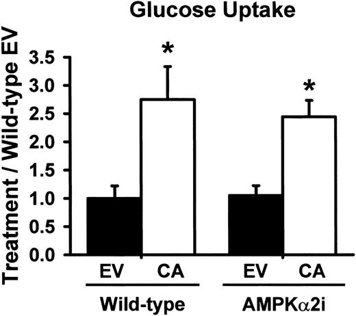 FIG. 3. caCaMKKα (CA) increases in vivo muscle glucose uptake in both wild-type and AMPKα2 inactive mice (AMPKα2i). In vivo [3H]-2-deoxyglucose uptake in muscles from wild-type and AMPKα2i mice is shown. Data are the means ± SE, n = 6–8 muscles per group. *Statistically significant versus empty vector (EV).