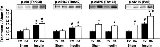 FIG. 5. caCaMKKα (CA) expression and in vivo insulin effects on Akt (Thr308), AS160 (Thr642), AMPK (Thr172), and AS160 (PAS) phosphorylation. Representative immunoblots and quantification. All data are the means ± SE, n = 5–6 muscles per group. *Statistically significant versus empty vector (EV); #statistically significant versus sham. p-Akt, phosphorylated Akt; p-AMPK, phosphorylated AMPK; p-AS160, phosphorylated AS160.
