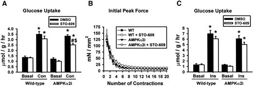 FIG. 6. STO-609 inhibited contraction-stimulated skeletal muscle glucose uptake only in AMPKα2 inactive mice. A: Ex vivo contraction-induced [3H]-2-deoxyglucose uptake was assessed in extensor digitorum longus muscles from wild-type and AMPKα2 inactive (AMPKα2i) mice treated with or without STO-609 (1 μg/ml). B: Force production during the contraction. C: Ex vivo insulin-induced [3H]-2-deoxyglucose uptake was assessed in soleus muscles from wild-type and AMPKα2i mice treated with or without STO-609. All data are the means ± SE. For contraction experiments, n = 7–9 muscles for basal and contraction groups. For insulin experiments, n = 6–12 muscles for basal groups and n = 11–13 for insulin-treated groups. *Statistically significant versus empty vector (EV); #statistically significant versus DMSO; $statistically significant versus wild-type. Con, contraction; Ins, insulin.