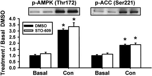 FIG. 7. STO-609, did not inhibit basal or contraction-stimulated increases in AMPK (Thr172) or ACC (Ser221) phosphorylation. Representative immunoblots and quantification. All data are the means ± SE, n = 6 muscles per group. *Statistically significant versus basal. Con, contraction; p-ACC, phosphorylated ACC; p-AMPK, phosphorylated AMPK.