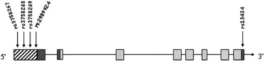 FIG. 1. Schematic diagram of AQP7 gene organization. Solid gray boxes show exons, while thick line shows introns; dark gray boxes corresponds to UTRs, and striped box corresponds to the promoter. The arrows indicate the SNPs identified in the present study.