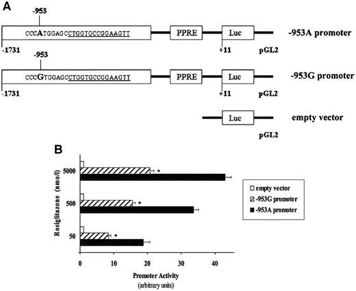 FIG. 2. Luciferase assay. A: The 1720-bp fragment of AQP7 promoter (+11/−1731) containing either the −953A or −953G variant (i.e., −953A and −953G promoter, respectively) was inserted in the pGL2 basic luciferase expression vector. Empty vector: pGL2 basic vector. Nucleotide sequence of predicted C/EBPβ binding element is underlined. B: Transcriptional activity of both the −953A and the −953G promoter as evaluated by luciferase assay under the stimulation of increasing concentrations of rosiglitazone. Luciferase activity of pGL2 basic in each experiment was arbitrarily set as 1.0. Bars are means ± SE of three different experiments, each performed in duplicate. *P = 0.001 vs. −953A promoter.