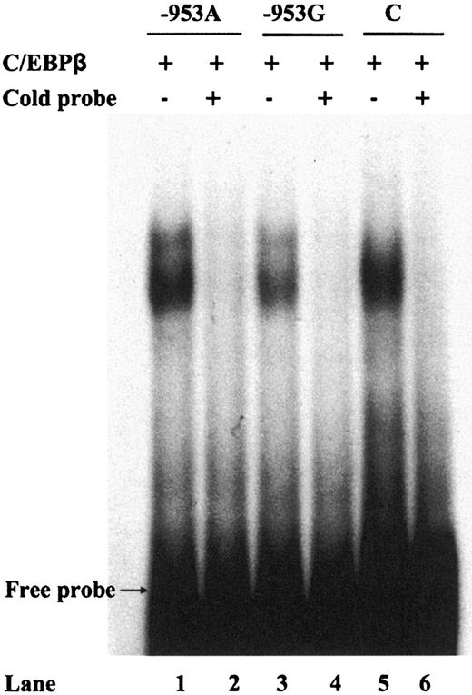 FIG. 3. Electrophoretic mobility shift assay. DNA-C/EBPβ transcription factor binding as evaluated by electrophoretic mobility shift assay. A representative experiment, out of the three performed, is shown. Lanes 1 and 3 show binding of the two different (either the −953A or −953G) AQP7 promoters. Lane 5 shows binding of the C/EBPβ consensus binding element of the α-SMA promoter, used as positive control (C). Binding specificity is indicated by inhibition given by the excess of unlabeled probe (lanes 2, 4, and 6).