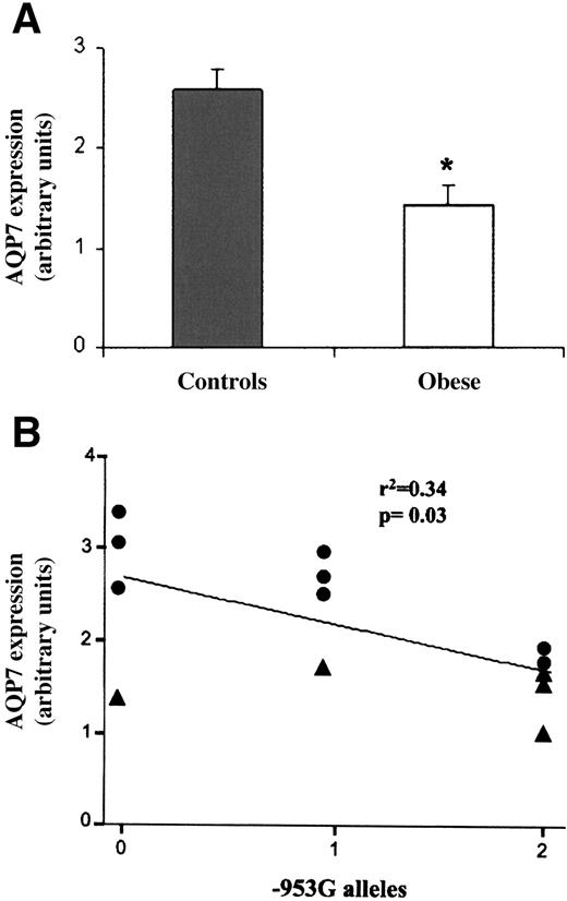 FIG. 4. AQP7 mRNA expression in human subcutaneous adipose tissue according to the A-953G genotype. A: AQP7 expression quantified by real-time PCR in RNAs obtained from subcutaneous adipose tissue of 13 nondiabetic untreated individuals who underwent elective abdominal surgery. Data are means ± SE of individual data of either control (BMI <30 kg/m2, n = 8) or obese (BMI ≥30 kg/m2, n = 5) individuals. B: Individuals with 0, 1, and 2 −953G alleles are carriers of the AA, AG, and GG genotype, respectively. All individual data are the mean of two different experiments, each run in triplicates. •, control individuals; ▴, obese individuals.