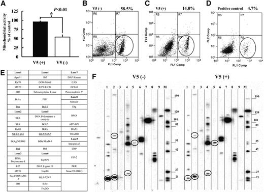FIG. 1. Mitochondrial function, annexin-V expression, and power blot assay of the islets treated with V5. A: Comparative measurements of mitochondrial function of the islets at 24 h by an MTT assay. V5-treated islets showed significantly better function than untreated islets [P < 0.01 for V5 (+): 96.4 ± 1.5%] and V5 (−): 54.0 ± 5.7%). The value for islets immediately after isolation was 100%. B–D: Detection of annexin-V expression. V5-untreated islets revealed the high expression of annexin-V (58.5%) 24 h after isolation. The significantly lower expression of annexin-V (14.0%) was observed in the V5-treated islets at 24 h, which was relatively comparable with that of normal islets immediately after isolation (8.7%). E: List of the molecules assessed by a power blot study. F: The differential expression of the molecules in V5-treated or -untreated islets at 24 h. The marked reduction of the expression of pro-apoptotic proteins of Bax, Bad, and NF-κB p65 and the upregulated expression of XIAP and Bcl-2 were observed in V5-treated islets. The data are representative of three independent experiments.