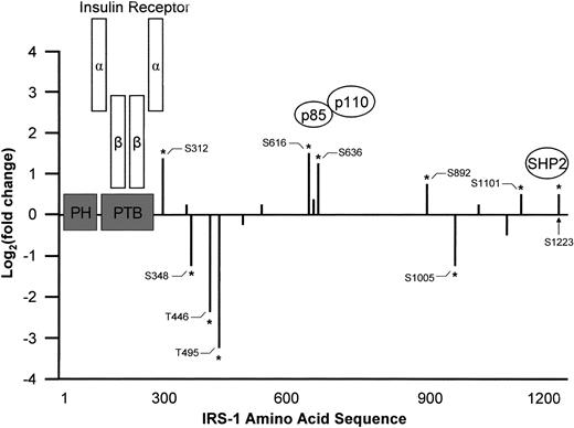 FIG. 4. Relative changes in phosphorylation of specific sites in IRS-1 produced by insulin during a euglycemic-hyperinsulinemic clamp. Insulin-stimulated changes relative to basal values are expressed as the base-2 log of the change; thus, a 100% increase corresponds to a value of 1.0, and a 50% decrease corresponds to a value of −1.0. For sites where there was no change in relative phosphorylation, the value is 0. The amino acid residue number for each site of phosphorylation is given on the x-axis, and the positions of the pleckstrin homology (PH) and PTB domains are shown in gray. The insulin receptor, PI 3′-kinase, and src-homology phosphatase-2 are shown contiguous to their binding regions.