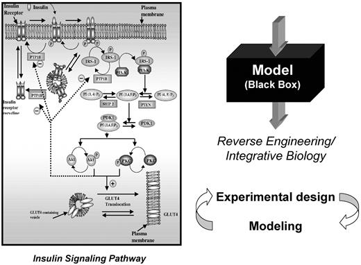 FIG. 1. Reductionist vs. holistic approaches to study carbohydrate homeostasis. Elegant molecular and genetic approaches have elucidated cellular pathways of hormone action, including insulin (left) (ref. 12). Alternative approach (right) is to test the system in vivo and compare predictions with computer model to hone hypotheses of hormone/substrate interactions.