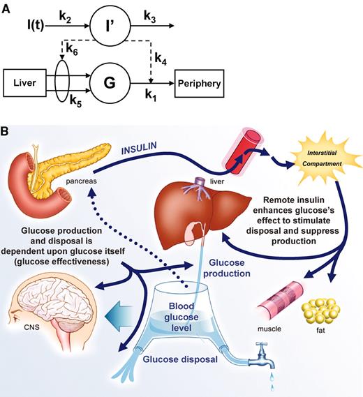 FIG. 2. The minimal model of glucose kinetics. A: Insulin in plasma [I(t)] crosses the endothelial barrier to enter interstitial fluid (I’). Production of glucose (G) by liver and glucose disposal in periphery are controlled by “remote” (i.e., interstitial) insulin concentration. Later studies confirmed that slow effect of insulin on liver is due to indirect effect of the hormone to suppress glucose production (via free fatty acids; “single gateway hypothesis,” ref. 83). Adapted from ref. 16. B: Diagrammatic representation of the minimal model. Fasting blood glucose level is determined by a balance between liver production and insulin-independent (brain) and insulin-dependent (skeletal muscle) mechanisms. Carbohydrate intake elicits insulin signal; insulin slowly crosses capillary endothelium to enhance glucose disposal to muscle and suppress lipolysis in adipose, which in turn contributes to reduction in liver glucose output.
