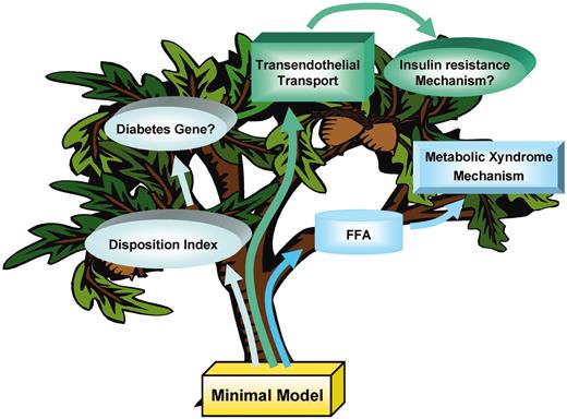 FIG. 3. History of research in the Bergman Laboratory. Minimal model assumptions were tested experimentally, leading to the DI (Disposition Index) concept, the role of transendothelial insulin transport, and role of FFAs in the “Metabolic Xyndrome.”