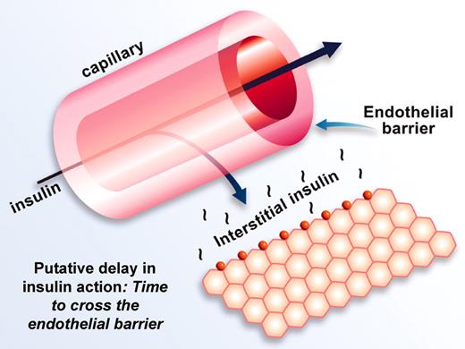 FIG. 5. Proposed events in insulin stimulation of glucose disposal. Insulin crosses from capillary to interstitial compartment slowly; delay may be due to intercellular or transcellular transport. Once in interstitium, insulin binds to receptors and rapidly stimulates glucose uptake.