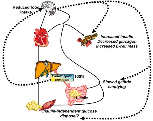 FIG. 6. Possible indirect effect of gastrointestinal peptide GLP-1. GLP-1 degrades rapidly in plasma, suggesting that it may have a site of action close to its site of secretion (L-cells of gut). Putative receptors in the portal vein (or liver) are sensitive to GLP-1 and glucose; interaction with receptors may send afferent signal to brain with efferent signals to enhance glucose utilization (e.g., increased insulin secretion, reduced glucagon, and/or increase in insulin-independent glucose uptake). Extant data show enhanced glucose disposal secondary to portal glucose/GLP-1 administration (ref. 73).