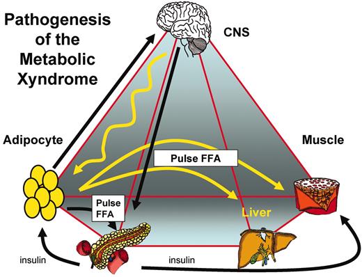 FIG. 7. Events resulting in the “Metabolic Xyndrome.” CNS and other factors result in lipolysis from visceral and subcutaneous fat depots. Visceral fat depots in particular cause flux of FFA to liver and hepatic insulin resistance; more stored fat causes insulin resistance of skeletal muscle. In our experiments, compensation for insulin resistance (hyperinsulinemia) occurs in the absence of elevated glucose. FFAs themselves may be the compensating signal that causes the hyperinsulinemia by stimulating insulin release, increasing β-cell size or number, and reducing liver clearance of insulin. Hyperinsulinemia is adequate to compensate for insulin resistance, except in the face of a latent β-cell defect, wherein hyperglycemia ensues and type 2 diabetes results.