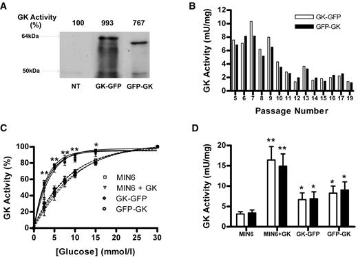 FIG. 1. Transient and stable expression of GFP GKand GK GFP in MIN6 cells. A: MIN6 were transiently transfected with GK GFP and GFP GK. After 48 h, GK activity (expressed as percentage of nontransfected cells [NT]) and immunoreactivity (50 and 62–64 kDa) were determined. Results are representative of two experiments. B–D: Nonclonal GK GFP or GFP GK cell lines. B: GK activity at increasing passage number. C and D: GK activity at varying glucose cocentrations without (C dashed lines; D □) or with (C solid lines; D ▪) 5 μmol/l GKA (32) in GK GFP and GFP GK cell lines and MIN6 cells that were either untreated or pretreated (18 h) with Ad-LGK for expression of untagged liver GK (+GK). C: GK activity as percentage of 30 mmol/l glucose. The effects of GKA were significant for all four cell types: *P < 0.05 and **P < 0.01. D: GK activity at 30 mmol/l glucose *P < 0.05, **P < 0.01 relative to untreated MIN6, n = 6.
