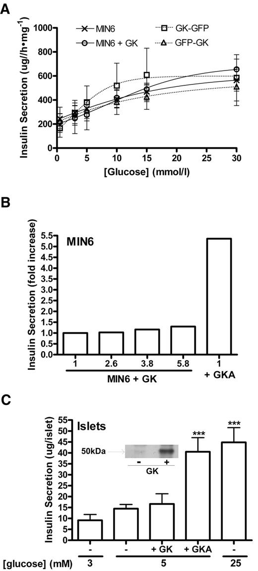 FIG. 2. Effect of GK overexpression or activation on insulin secretion. A: Insulin secretion was determined in untreated MIN6 cells (×), MIN6 cells overexpressing GK by pretreatment with Ad-LGK (○), GK GFP transfected cells (□), and GFP GK transfected cells (▵) and expressed as μg/h per mg protein. n = 3–5. B: Insulin secretion was determined at 3 mmol/l glucose in MIN6 treated with 10 μmol/l of GKA (35) or MIN6 cells pretreated with increasing titers of Ad-LGK for overexpression of GK by 2.6-, 3.8-, and 5.8-fold relative to untreated cells (1). Insulin secretion is expressed as fold increase relative to control (1). Results are representative of two experiments. C: Insulin secretion was determined at 3, 5, and 25 mmol/l glucose in mouse islets either pretreated (18 h) with Ad-LGK (+GK) or incubated with 10 μmol/l of GKA (+GKA). Insulin secretion is expressed as fold increase relative to control. ***P < 0.005 relative to untreated at 5 mmol/l, n = 2.