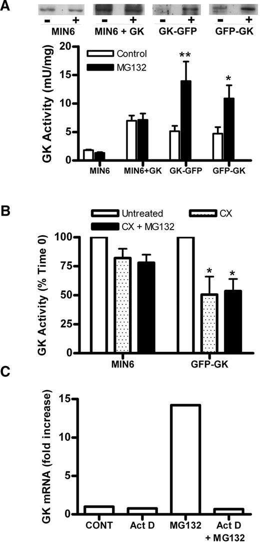 FIG. 4. Effect of MG132 on expression of GFP-tagged chimeras. A: GK activity was determined after culture for 18 h without (□) or with (▪) 10 μmol/l MG132 in GK GFP and GFP GK cells and MIN6 cells either untreated or treated with Ad-LGK (+GK), n = 7. GK immunoreactivity is representative of seven experiments. *P < 0.05 and **P < 0.01 effect of MG132. B: Untreated MIN6 and MIN6 cells transiently transfected with GFP GK were incubated without (□) or with 5 μmol/l cycloheximide and without (□) or with 10 μmol/l MG132 (▪) for 4–6 h. *P < 0.05 relative to untreated cells. n = 2. C: Clonal cell lines expressing GFP GK (WT10B) were incubated with 0.4 μg/ml actinomycin D (Act D), 10 μmol/l MG132, or both for 3 h, n = 2.