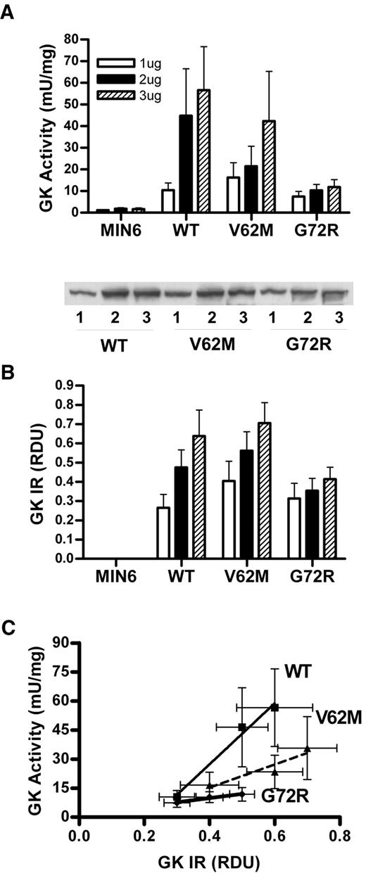 FIG. 7. GK activity and immunoreactivity in MIN6 cells transiently transfected with GFP GK, GFP V62M, and GFP G72R. MIN6 cells were transfected with varying amounts of plasmid: 1 μg (□), 2 μg (▪), and 3 μg ( ▒) of GFP GK (WT), GFP V62M, and GFP G72R and cultured for 48 h. A: GK activity. B: Immunoreactivity (RDU). Immunoblot is representative of three experiments. C: GK activity vs. immunoreactivity, n = 3.