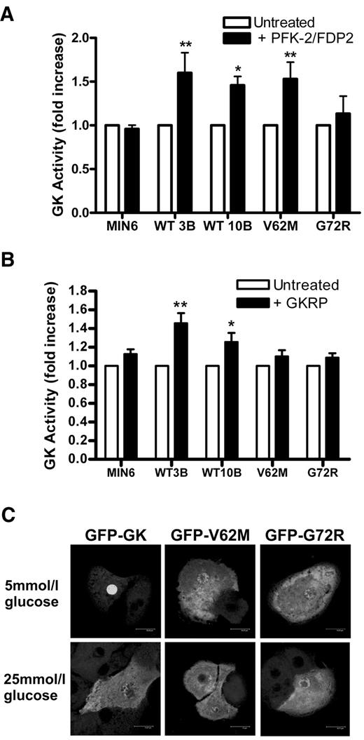 FIG. 8. Interaction of GFP GK, GFP V62M, and GFP G72R with PFK2/FDP2 and GKRP. A: MIN6 cells and clonal cell lines GFP GK (clones WT3B and WT10B), GFP V62M, and GFP G72R were either untreated (□) or pretreated with Ad-PFK2/FDP2 (▪). GK activity is expressed as percentage untreated control. *P < 0.05 and **P < 0.01, effect of PFK2/FDP2. Means ± SE, n = 5. B: MIN6 and clonal cell lines GFP GK (clones WT3B and WT10B), GFP V62M, and GFP G72R were either untreated (□) or pretreated with Ad-GKRP (▪). GK activity is expressed as percentage untreated control. *P < 0.05 and **P < 0.01, effect of GKRP. Means ± SE, n = 5. C: Primary hepatocytes were transfected with plasmids GFP GK, GFP V62M, or GFP G72R and cultured for 18 h at 5 mmol/l glucose. Cells were then incubated for 3 h at either 5 or 25 mmol/l glucose before acetone fixation. Fluorescence was visualized by confocal microscopy. Images are representative of five experiments.