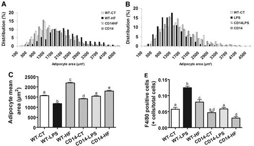FIG. 8. Metabolic endotoxemia impairs adipocyte morphology. A: Adipocyte size distribution (%) in WT mice fed a normal diet (WT-CT; n = 765) (□) or a high-fat diet (WT-HF; n = 661) (▪) for 4 weeks or CD14 mutant mice fed a normal diet (CD14-CT; n = 1,032) ( ▒) or a high-fat diet (CD14-HF; n = 729) () for 4 weeks. B: Adipocyte size distribution (%) in WT mice infused with saline (WT-CT; n = 765) (□) or LPS (WT-LPS; n = 750) (▪) and CD14 mutant mice infused with saline (CD14-CT; n = 1,032) (▒) or LPS (CD14-LPS; n = 585) () for 4 weeks using subcutaneous osmotic pumps. C: Adipocyte mean area (μm2) in WT-CT (n = 765), WT-HF (n = 661), WT-LPS (n = 750), CD14-CT (n = 1,032), CD14-HF (n = 729), or CD14-LPS (n = 585) mice. D: Representative adipose tissue staining in 4-week–treated mice. E: F4/80-positive cells (+ cells/total cells) of all above groups. Data are means ± SE. Data with different superscript letters are significantly different at P < 0.05, according to the post hoc ANOVA statistical analysis.