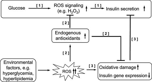 FIG. 5. Model of ROS as a signal in GSIS and relationship to oxidative stress. 1) Glucose stimulates intracellular ROS generation leading to insulin secretion. 2) Oxidative stress increases expression of endogenous antioxidant enzymes, protecting cells from oxidative damage. The byproduct is that enhanced activities of antioxidant enzymes may negatively affect ROS signaling. 3) Severe oxidative stress may result in oxidative damage and/or decreased insulin gene expression and directly diminish β-cell function.