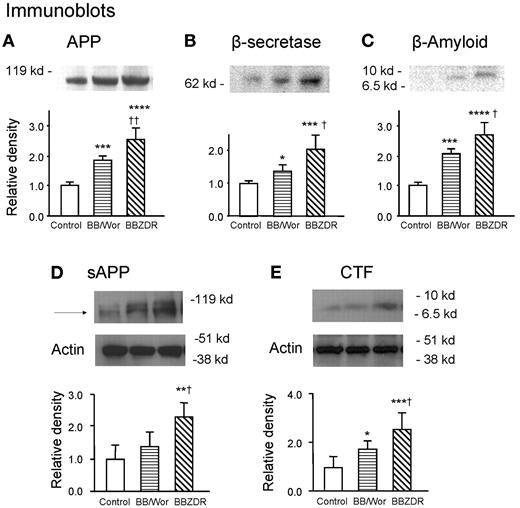 FIG. 2. Immunoblotting of APP (A), β-secretase (B), and β-amyloid (C) from frontal cortices in control and type 1 and type 2 diabetic rats. Note increased expression of APP, β-secretase, and β-amyloid in both diabetic animals and significantly greater increases in type 2 diabetic rats. The expression of β-amyloid represents the multimeric form of β-amyloid (between 6.5 and 10 kd). The expression of sAPP and CTF was only mildly increased in type 1 BB/Wor rats (D and E), whereas type 2 BBZDR/Wor rats showed a more than twofold increase in the expression of sAPP and CTF (D and E). *P < 0.05, **P < 0.01, ***P < 0.005, ****P < 0.001 vs. control rats; †P < 0.05, ††P < 0.01 vs. BB/Wor rats.