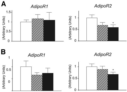 FIG. 3. mRNA expression of AdipoR1 and AdipoR2 in liver (A) and hind limb skeletal muscle (B) of wild-type (□), normoglycemic (▒), and diabetic L1 (▪) mice. Mice were killed, and liver and hind limb skeletal muscles were dissected and snap frozen in liquid nitrogen. Total RNA was isolated. AdipoR1 and AdipoR2 mRNA expression was measured by quantitative RT-PCR and normalized against β-actin mRNA. Data are means ± SE. n = 8–14. *P < 0.05 vs. wild type.