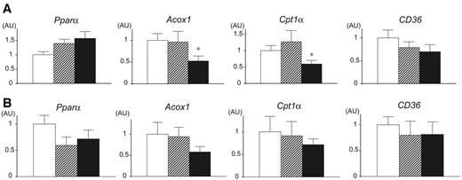 FIG. 5. mRNA expression of Pparα, Acox1, Cpt1α, and CD36 in liver (A) and hind limb skeletal muscle (B) of wild-type (□), normoglycemic (▒), and diabetic L1 (▪) mice. mRNA expression was measured by quantitative RT-PCR and normalized against β-actin mRNA. Data are means ± SE. n = 6–8. *P < 0.05 vs. wild type. AU, arbitrary units.