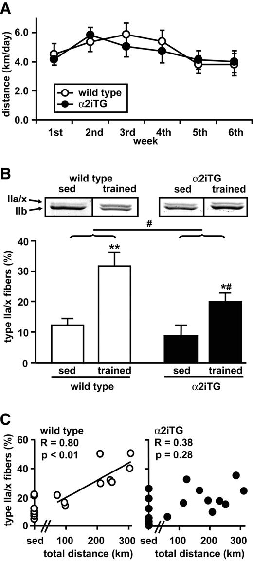 FIG. 1. MHC profile in sedentary and trained wild-type and α2iTG muscle. α2iTG mice and their wild-type littermates performed 6 weeks of voluntary wheel cage running or were kept as sedentary controls. A: Average daily running distances were calculated from continuous recordings. Triceps muscles were harvested and processed for electrophoresis. B: MHC isoforms were resolved by SDS-PAGE electrophoresis and visualized by Coomassie blue staining, resulting in two distinct bands for MHC IIa/x (upper band) and MHC IIb (lower band). The relative proportion of MHC IIa/x isoform in sedentary and trained wild-type and α2iTG mice was compared by two-way ANOVA. The data are means ± SE. *P < 0.05 (versus sedentary); **P < 0.01 (versus sedentary); #P < 0.05 (versus wild type for respective condition). C: The correlation between total running distance and percentage of type IIa/x fibers of each study animal is shown for wild-type (left graph) and α2iTG mice (right graph). sed, sedentary.