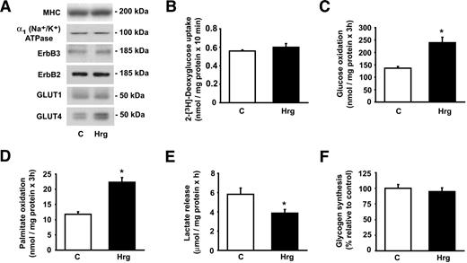 FIG. 1. Neuregulins increase oxidative metabolism. L6E9 cells were treated with 3 pmol/l Hrg for 48 h. A: Total cell lysates (10–40 μg) were used for Western blot analysis of the proteins indicated. Representative images from 3–10 experiments are shown. 2-deoxyglucose uptake (B), glucose oxidation (C), palmitate oxidation (D), lactate release (E), and glycogen synthesis (F) assays were performed as described in research design and methods. Results are means ± SE of 3–12 experiments. *Significant difference vs. control (C) group at P < 0.01.