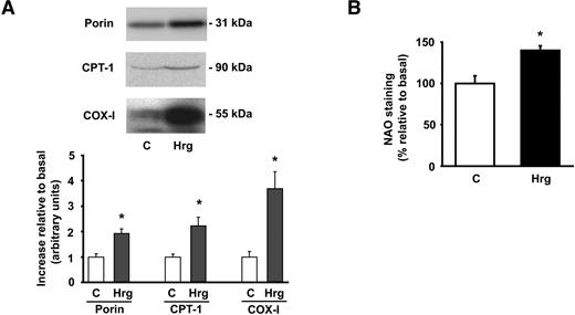 FIG. 2. Neuregulins increase mitochondrial content. L6E9 cells were treated with 3 pmol/l Hrg for 48 h. A: Detection of porin, CPT-1, and COX-I content in total cell lysates (20 μg) by Western blot. Representative images and densitometries (mean values ± SE, normalized using β-actin as loading control protein) from five experiments are shown. B: Analysis of relative mitochondrial mass using NAO dye staining. Results shown are relative values (means ± SE) from six experiments. *Significant difference vs. control (C) group at P < 0.05.