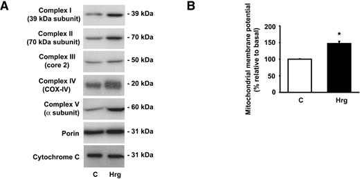 FIG. 3. Neuregulins increase the expression of subunits of the OXPHOS system and mitochondrial membrane potential. L6E9 cells were treated with 3 pmol/l Hrg for 48 h. A: Western blot analysis of the proteins indicated in mitochondrial fractions (20 μg). Representative images from three experiments are shown. B: Measurement of the relative mitochondrial membrane potential using the JC-1 potentiometric dye. Results are shown as means ± SE from 12 experiments. *Significant difference vs. control (C) group at at P < 0.01.